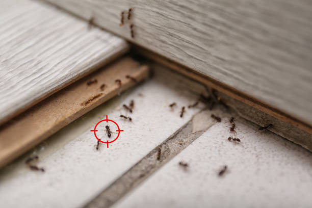 Best Exterminator Services  in Royal Kunia, HI