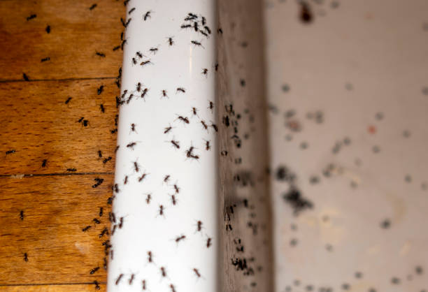 Best Pest Prevention Services  in Royal Kunia, HI