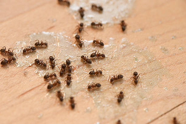 Best Affordable Pest Control Services  in Royal Kunia, HI